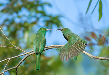 Two Blue-bearded Bee-eater on branch in nature