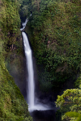 Fototapeta na wymiar Waterfall in the forest, Costa Rica