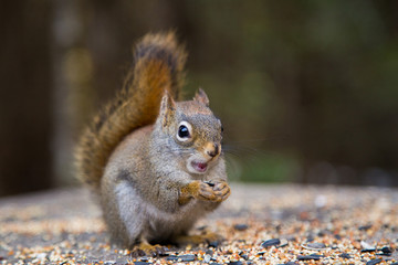 Cute squirrel on a trail in a canadian park