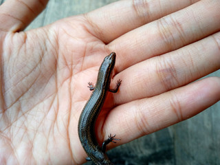 Lizard on a wood background. ( short-tailed lizards, the lizard tail starts to grow, long tail lizard )