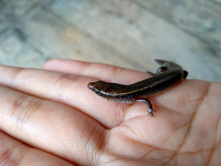 Lizard on a wood background. ( short-tailed lizards, the lizard tail starts to grow, long tail lizard )