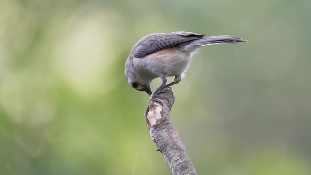 Cute tufted titmouse bird cracking a seed on a tree branch in Orlando Florida
