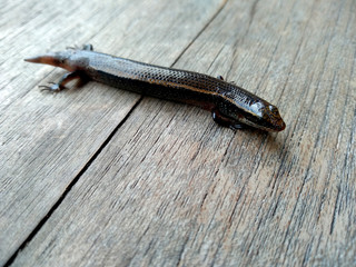 Lizard on a wood background. ( short-tailed lizards, the lizard tail starts to grow, long tail lizard )