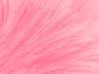 Beautiful abstract white and pink feathers on white background and soft white feather texture on pink  pattern and pink background, feather background, pink banners