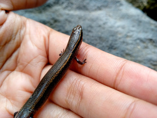 Lizard on a wood background. ( short-tailed lizards, the lizard tail starts to grow, long tail lizard )