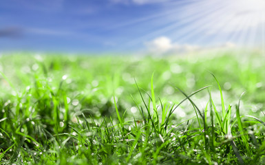 Spring background with green grass and bokeh light with blue sky, Spring time or Environment day concept