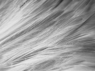 Beautiful abstract white and black feathers on white background and soft white feather texture on white pattern and dark background, gray feather background, black banners