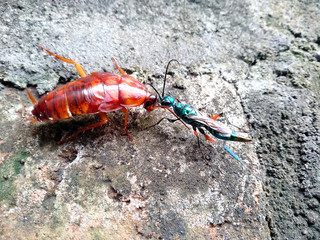 Cockroaches are perched on walls, soil or rocks. Disgusting animals. ( Cockroaches )