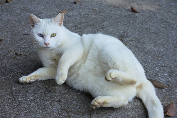 White cat rolling over on its back. Finished.