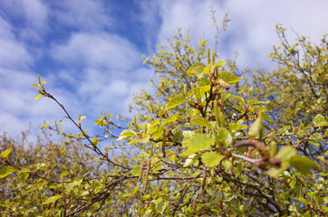 Fresh leaves on a tree Selective focus Spring background with copy space
