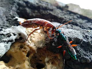 Cockroaches are perched on walls, soil or rocks. Disgusting animals. ( Cockroaches )