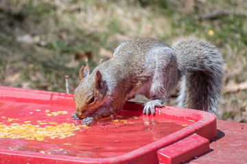 A gray squirrel is picking up and eating corns from a water container at spring weather	