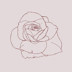 sophisticated rose for design