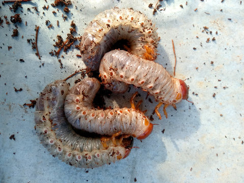 Image of grub worms, Coconut rhinoceros beetle ( Oryctes rhinoceros ), Larva on the ground.