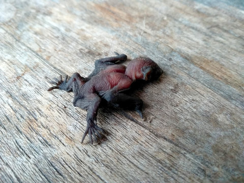 A small bat or baby bat on a wood. Small bat that fall from the nest. Small bat that can't fly yet.