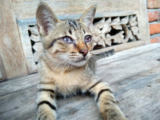 Little cat are sore eyes. Blind little cat.