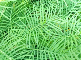 green grass background