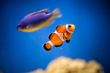 Fototapeta na wymiar Orange clown fish Amphiprion swims in the blue water.