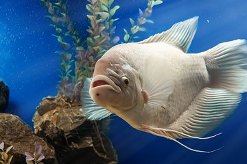 Beautiful white freshwater fish Osphronemus goramy swims in blue water.