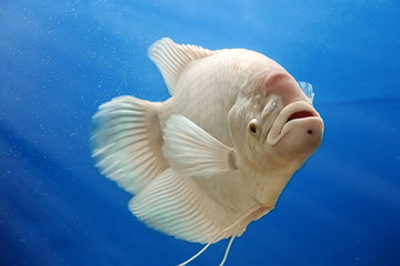 Beautiful white freshwater fish Osphronemus goramy swims in blue water.