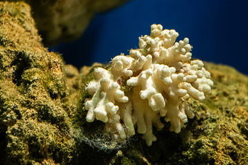 Naklejka na ściany i meble Sea plants on reefs close up. White corals on a blue background.