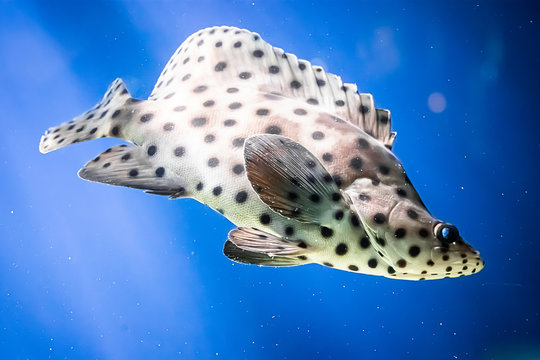 A spotted leopard fish Cromileptes altivelis swims in blue water among reefs.