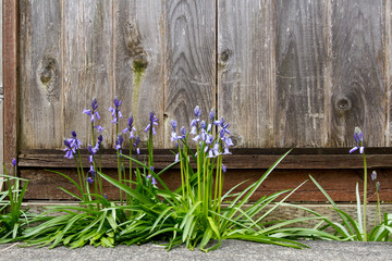 Spanish Bluebells bloom along a fence; many purple bell flowers growing in the spring
