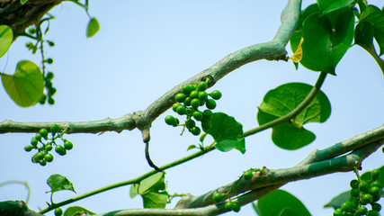 Tinospora cordifolia, Giloy is a universal herb that helps boost immunity with Sky blue background