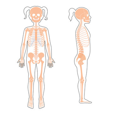 Child girl skeleton anatomy