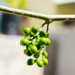 Tinospora cordifolia, Giloy is a universal herb that helps boost immunity with Sky blue background