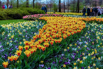 Keukenhof gardens, Netherlands. Flower bed of colourful tulips in spring. Colorful tulips in the Keukenhof garden, Holland Netherlands. Tulip Flower Field.
