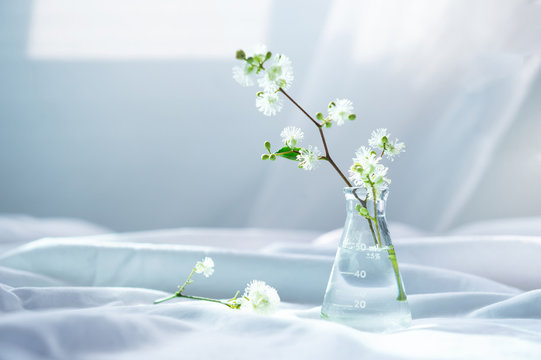 white wild flower in glass science flask for organic cosmetic research concept with soft white fabric window light background