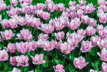 Keukenhof gardens, Netherlands. Flower bed of colourful tulips in spring. Colorful tulips in the Keukenhof garden, Holland Netherlands. Tulip Flower Field.
