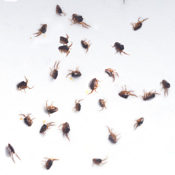 Fleas adhered to the glue trap