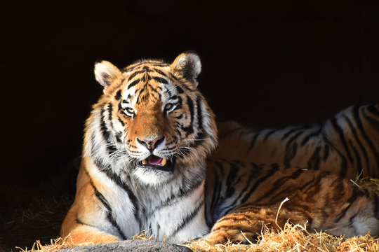 Close-up Portrait Of Tiger Relaxing Against Black Background