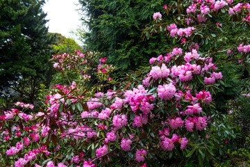 Obrazy na Szkle  Rododendron rano