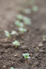 Small sprouts of radish in the ground close-up, macro photo. Selective focus, vertical. The concept of gardening, growing vegetables.