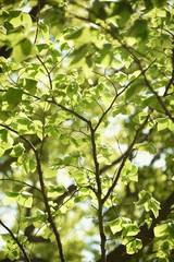 Obraz premium Japanese stewartia trunk and leaves / Theaceae deciduous tree.