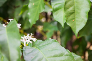 White flower in coffee tree close up