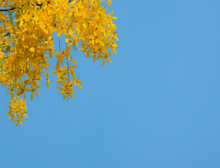 Fototapeta na wymiar golden shower flower in summer with blue sky