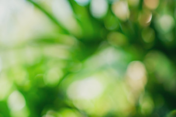 Obraz premium Selective green nature leaf with sunlight bokeh background.Vintage color tone style.
