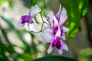 Selective focus of beautiful purple orchids flower on nature green background.