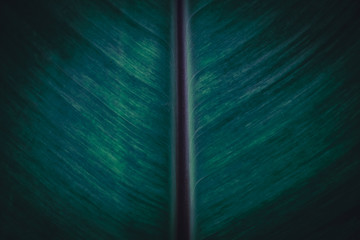 Closed up banana leaf texture abstract background.