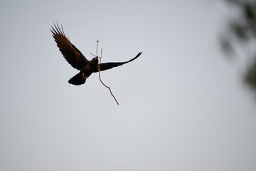 Crow bringing some sticks