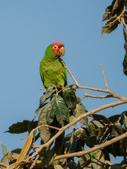 A green parrot in the top of a tree