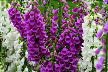 Camelot white and purple foxglove flowers blooming in the Spring © Khairil