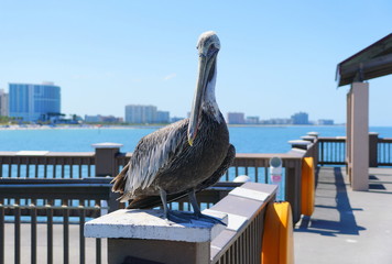 Een pelikaan op de vissteiger in de buurt van Clearwater Beach, Florida, VS