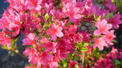 Azalea, Bloom in the morning