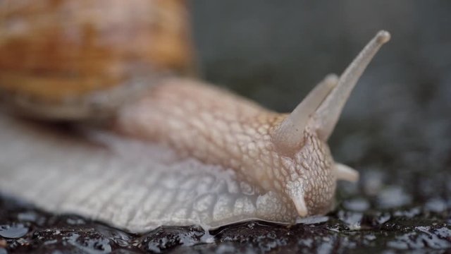 Snail is crossing the street. Face with its eye retracting. Close-up