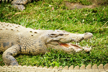 Close Up of crocodile in the zoo